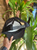 Plenty Water For Wailea Snapback Hats
