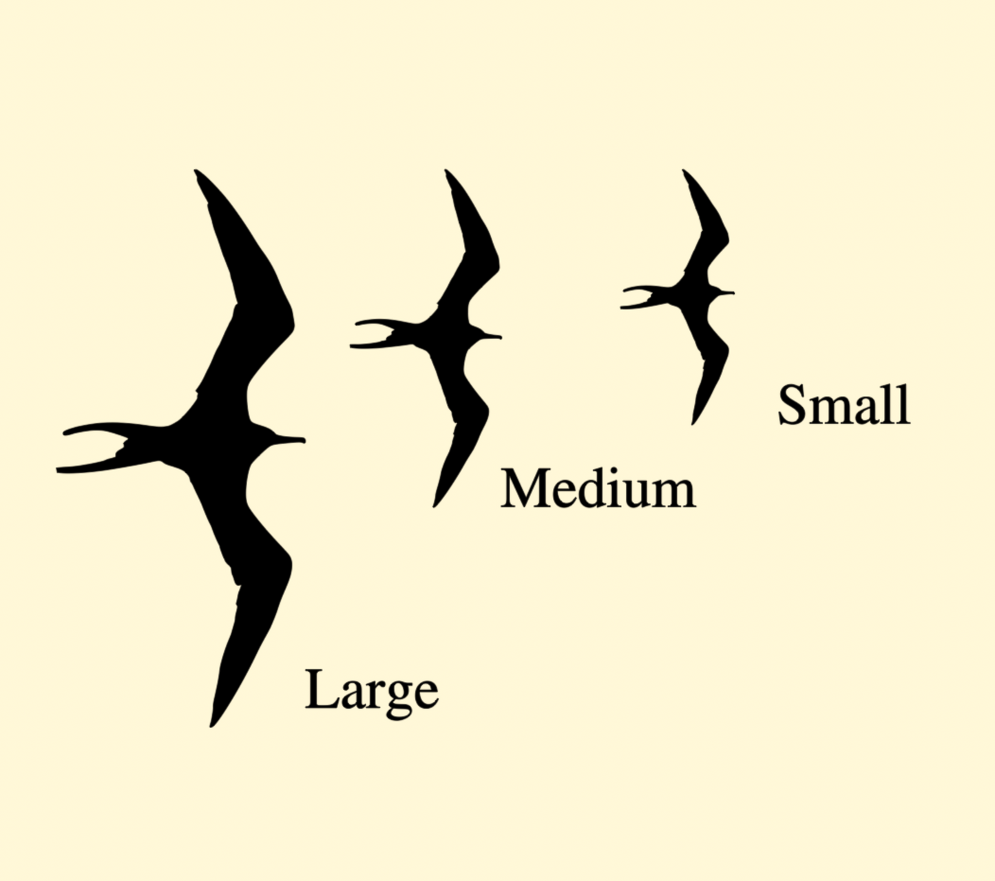Iwa Bird Variety Pack (Includes 3 Sizes)