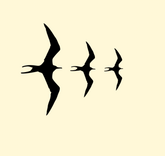 Iwa Bird Variety Size Pack - Includes 3 Sizes